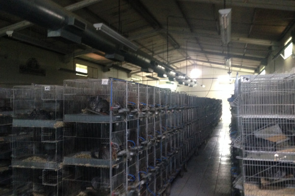 Выращивание шиншил и производство шиншиллового меха